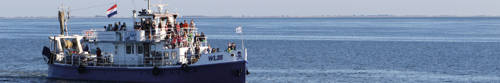 ameland zeehonden tour