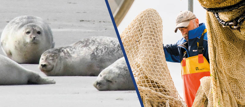 ameland zeehonden tour